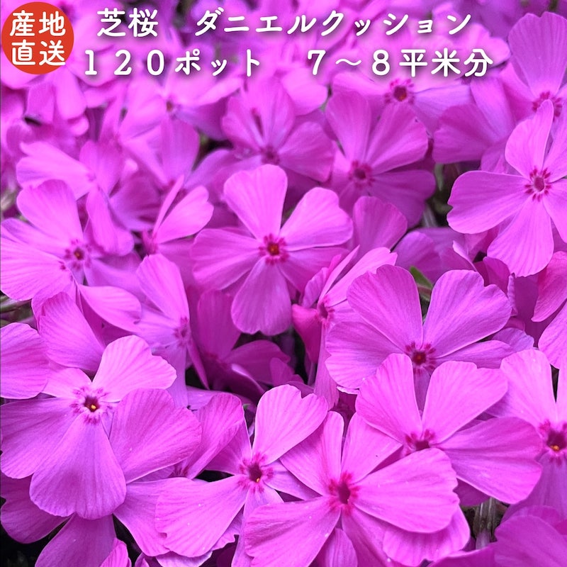 レビュー特典：有機一発肥料100g ※有機一発肥料は芝桜に直接当たらないよう、株回りに穴を掘って置き肥をしてください。 ※レビュー特典は、楽天市場の規約に則り、レビュー投稿後の発送となります。（投稿から3週間程度で発送） 【注意事項】 ・開花期（目安4月から5月頃）の終わり頃には、輸送中の蒸れや病気を防ぐため、花をカットしてお届けする場合があります。　そのため、開花期の終わり頃には花のない苗が届く可能性があります。 ・植栽した翌年の綺麗な開花期をお楽しみください。 ・気候により生育状態が変わりお届け日が変更となる場合がございます。 【お届け日時について】 金曜日午後から火曜日午前中までにご入金いただいたご注文は次の金曜日に発送します。 火曜日午後から金曜日午前中までにご入金いただいたご注文は次の火曜日に発送します。 お届け日のご希望は、ご入金から8日目以降【日・月曜日到着を除く】で可能です。備考欄に記載してください。 ※地域によってはご希望に添えない場合がございますので、別途当店よりご連絡いたします。 品種：ダニエルクッション 花色：ピンク 内容量：120ポット（9cmポット） 生産地：三重県鈴鹿市 ※沖縄・離島は配送不可エリアとなります。 ※芝桜につきましては開花のシーズンが終わっている場合、お客様にお届けする芝桜は花がついていない状態となり、見た目やや落ちますのでご了承下さいませ。 産地直送で元気な芝桜をお届けします！レビュー特典は、当店おすすめの肥料「有機一発肥料草花類用」100グラムとなります。※直接葉に当たらないように、「株まわり」に撒いてあげて下さい。