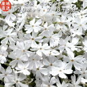 【レビュー特典あり】 高品質 芝桜 モンブランホワイト 白色種 9cmポット苗 120株セット シバザクラ グランドカバー 送料無料