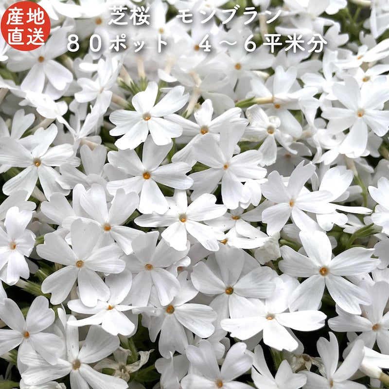  高品質 芝桜 モンブランホワイト 白色種 9cmポット苗 80株セット シバザクラ グランドカバー 送料無料