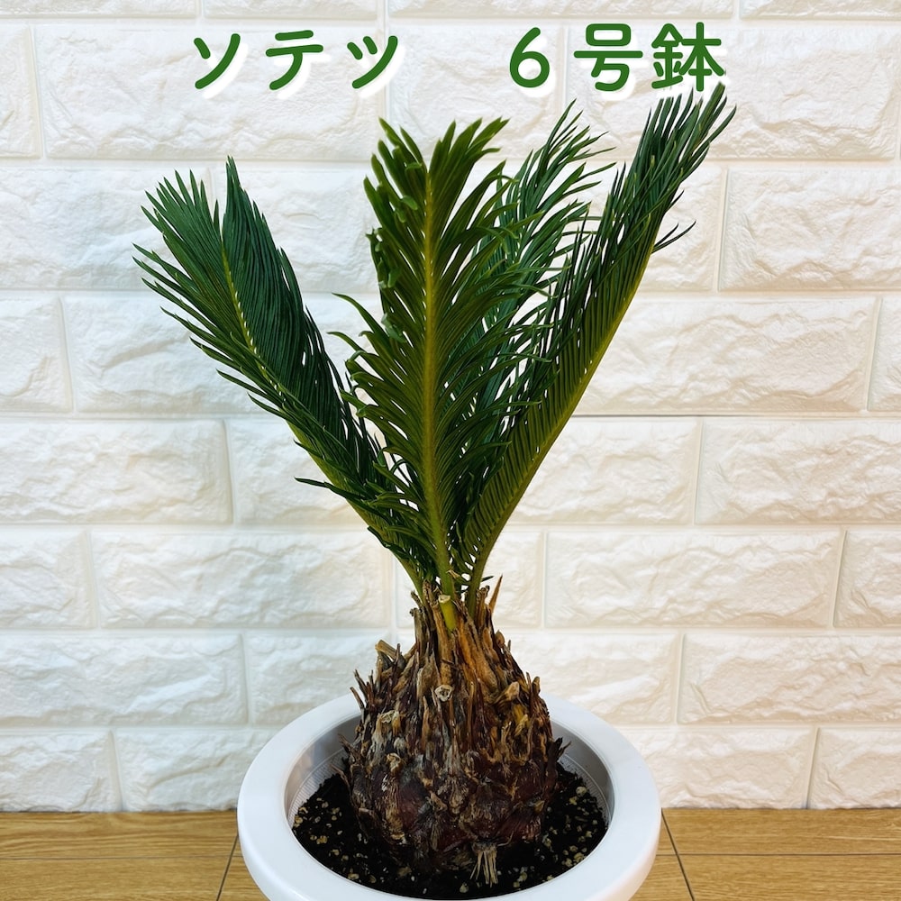 ソテツ ソテツ 蘇鉄 6号鉢 庭木 記念樹 シンボルツリー 観葉植物 風水 地植え プランター 鉢植え 南国 苗 プレゼントギフト 新築祝い 開店祝い 記念日 母の日 ドライガーデン