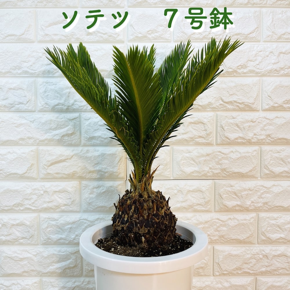 ソテツ 蘇鉄 7号鉢 庭木 記念樹 シンボルツリー 観葉植物 風水 地植え プランター 鉢植え 南国 苗 プレゼントギフト 新築祝い 開店祝い 記念日 母の日 ドライガーデン