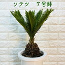 ソテツ 蘇鉄 7号鉢 庭木 記念樹 シンボルツリー 観葉植物 風水 地植え プランター 鉢植え 南国 苗 プレゼントギフト 新築祝い 開店祝い 記念日 母の日 ...