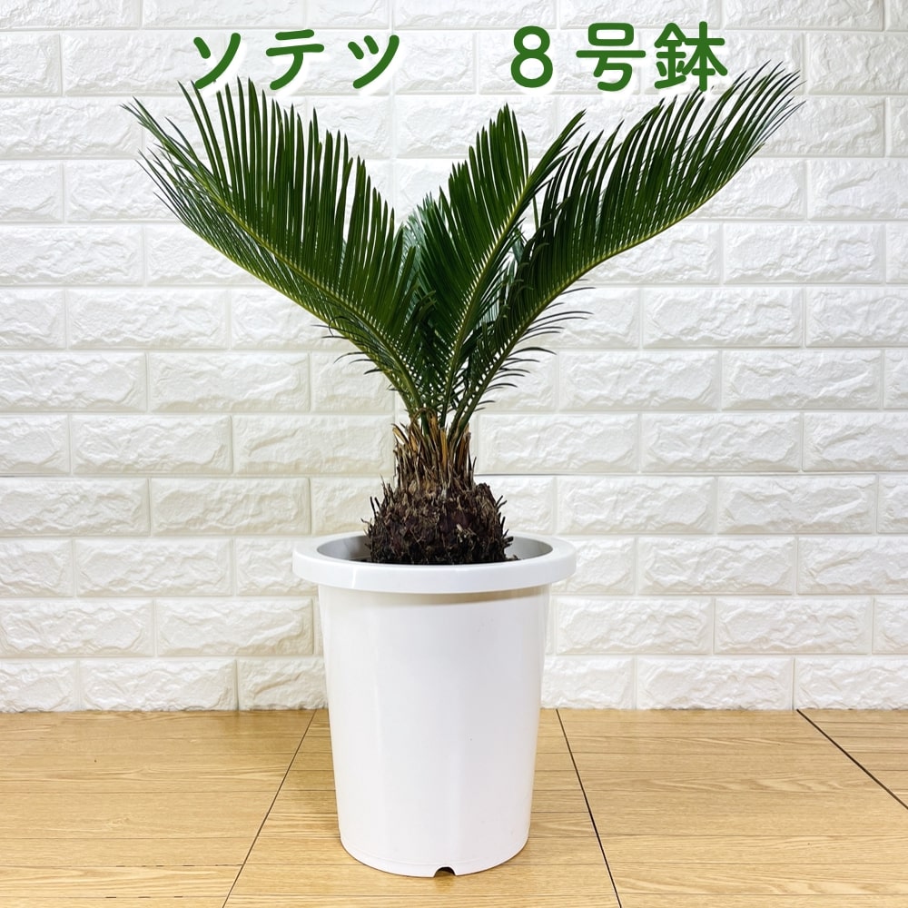 ソテツ ソテツ 蘇鉄 8号鉢 庭木 記念樹 シンボルツリー 観葉植物 風水 地植え プランター 鉢植え 南国 苗 プレゼントギフト 新築祝い 開店祝い 記念日 母の日 父の日 ドライガーデン