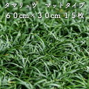 【レビュー特典あり】 タマリュウ(玉竜)マットタイプ 60cm×30cm 15枚 雑草対策 グランドカバー 多年草 常緑 送料無料 竜のヒゲ リュウノヒゲ 苗木...