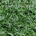 【レビュー特典あり】 タマリュウ(玉竜)マットタイプ 60cm×30cm 20枚 雑草対策 グランドカバー 多年草 常緑 送料無料 竜のヒゲ リュウノヒゲ 苗木 植木 苗 庭木 生け垣 下草