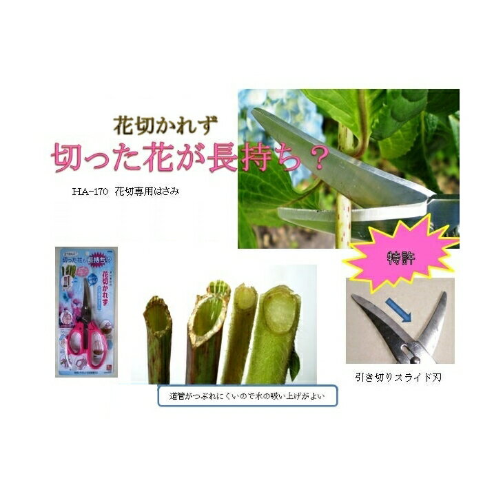「濃州兼松作　花切かれず」切花専用はさみHA-170〜切った花が長持ちする鋏♪トゲ取り機能付きのサムネイル