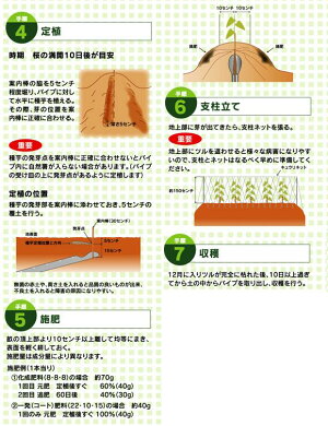 長いも用クレバーパイプ(3枚組)