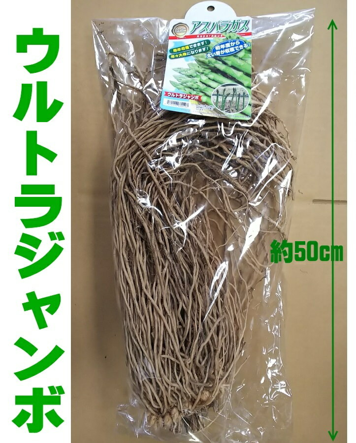 アスパラガス苗　超々特大3L株苗 国産品〜健康野菜 ウルトラジャンボ3L株 数量限定 素掘り裸苗 1 ...