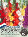 春植え球根 グラジオラス ビッグサイズ球根 混合 10球入〜ボートグラジオラス オランダ産
