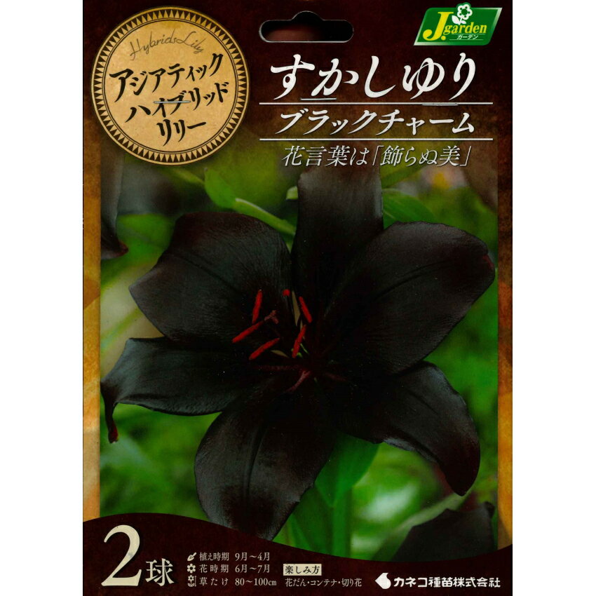 秋植え球根〜春植え球根 すかしゆり【ブラックチャーム】2球入り スカシユリ ハイブリッドリリーのサムネイル