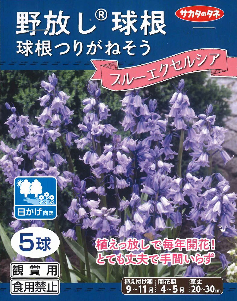 秋植え球根　野放し球根CL　球根 つりがねそう ブルーエクセルシア 5球入〜日かげ向き つりがね草 シラ..