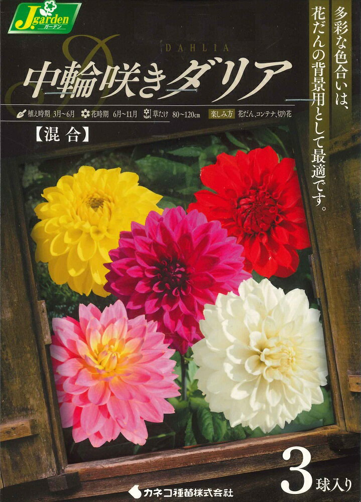 4月に植える球根！ダリアやアマリリスなど春に植える球根のおすすめを教えて！