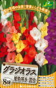 春植え球根 グラジオラス 単色咲き混合 8球 〜CAB206 カラーグラジオラス
