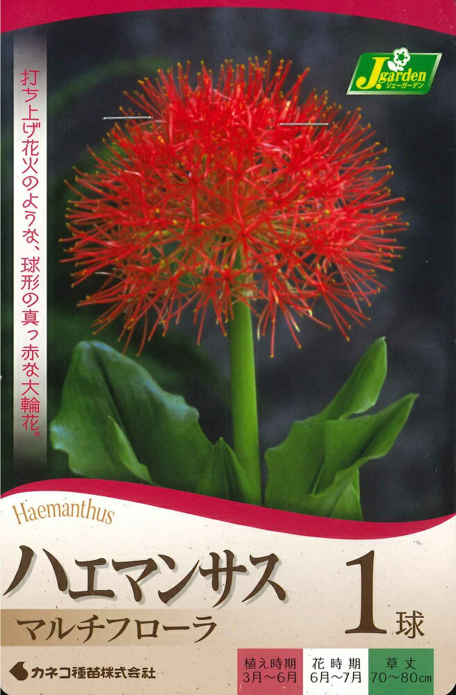 տ庬ϥޥ󥵥ե飱