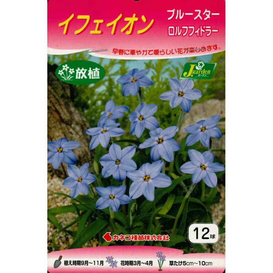 秋植え球根　野放し球根【アイフェイオン ブルースター】12球入