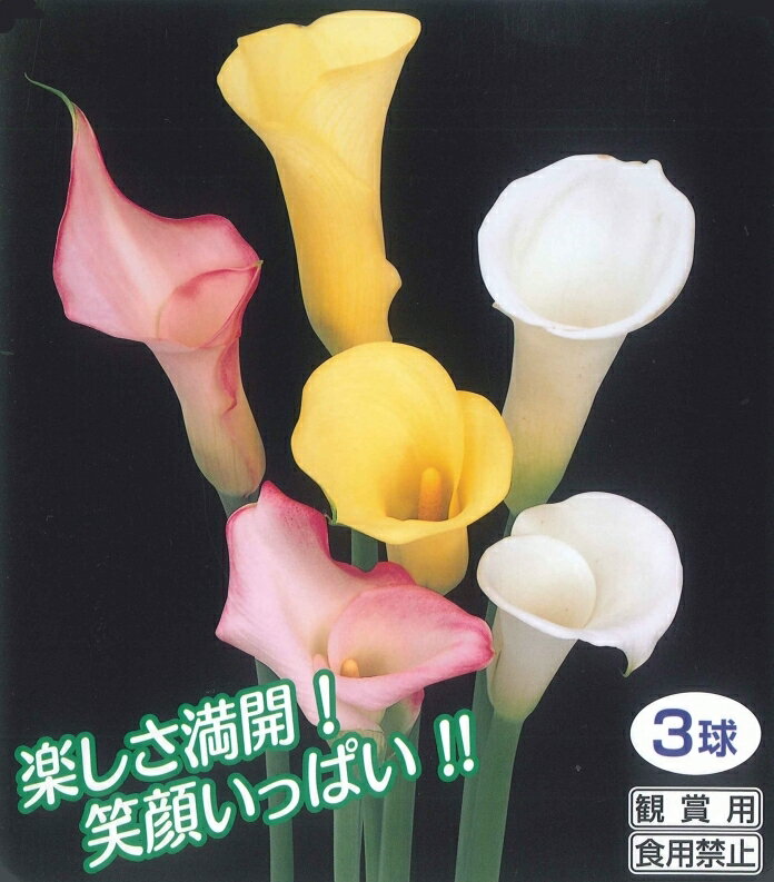 春植え球根　カラー　3色混合　3球　〜お徳用パックのサムネイル