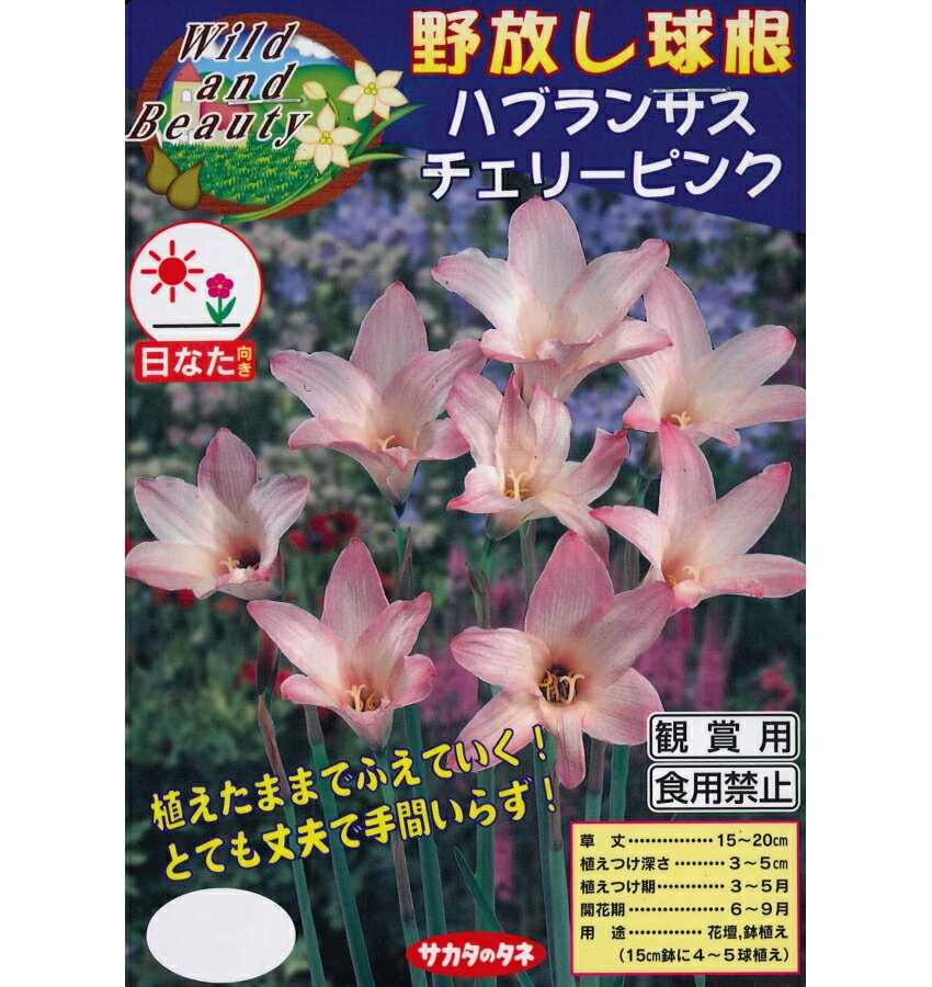 春植え球根　野放し球根　ハブランサス　チェリーピンク　5球入