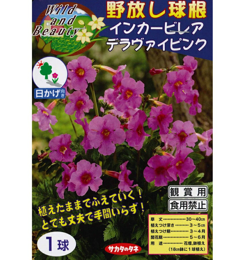 ★北海道・沖縄・その他一部地域への配送受付終了のお知らせ★ 大変申し訳ございません。こちらの商品は、北海道・沖縄・その他一部地域への配送が出来なくなりました。システム上、該当地域へのご注文は可能ですが、後程店舗が確認次第（受注確認のメール送信後）にキャンセル処理させて頂きますので、ご理解頂けます様お願い申し上げます。 育てやすく、お庭・花壇だけでなくベランダやテラスの、ワンポイントにも最適です。 植えたままでふえていき、丈夫で手間いらずの球根です。 ●草丈　　　　　30〜40cm前後 ●植え付け時期　3月〜4月 ●開花期 　　　5月〜6月 ●主な用途　　　花壇向き　鉢植え ●商品規格　　　レッテル付き袋詰め ●販売時期　　　2月中旬頃〜以降 ●商品画像は、開花時のイメージです。