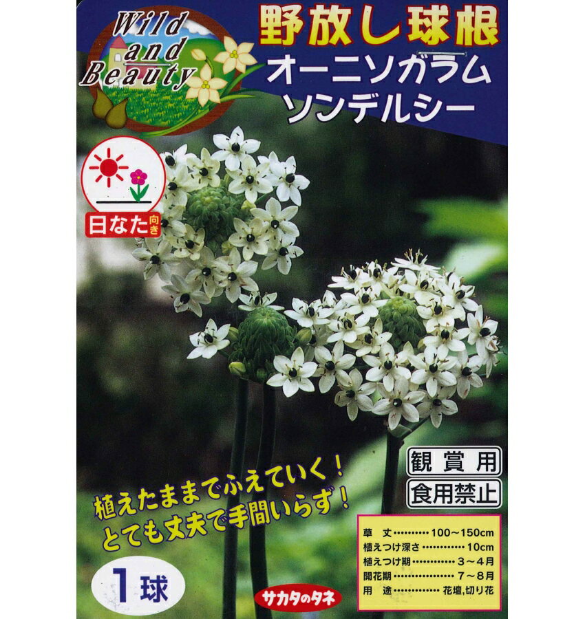 春植え球根　野放し球根　オーニソガラム　ソンデルシー　1球入