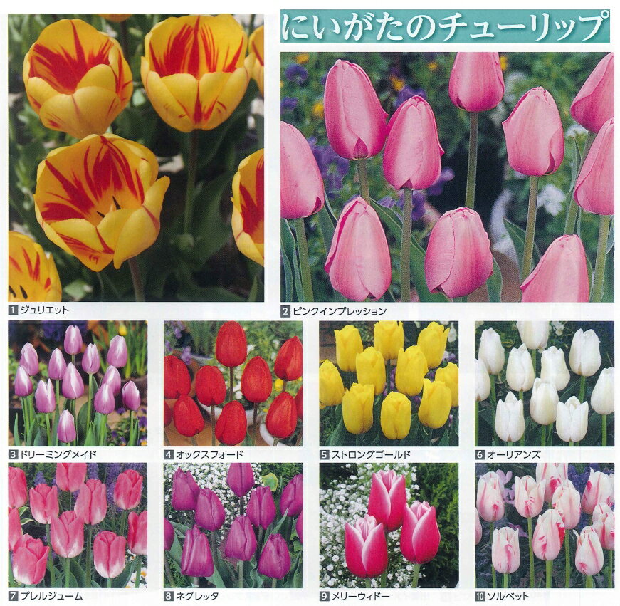 tulip bulbs item 1029 kolpakowskiana gardening rakuten global market autumn planting tulip bulbs bloom of niigata tulip 1 on five tulip bulbs item 1029 kolpakowskiana gardening rakuten global market autumn planting tulip bulbs bloom of niigata tulip 1 on five