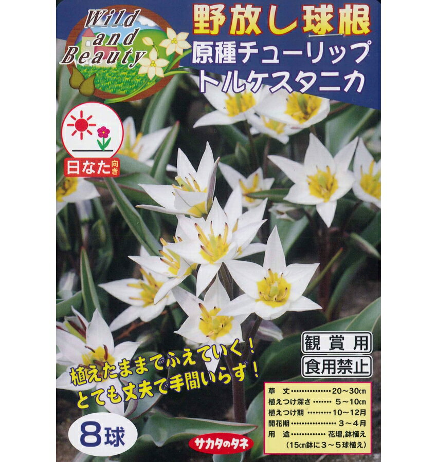 秋植え球根　野放し球根　原種チューリップ【トルケスタニカ】8球入