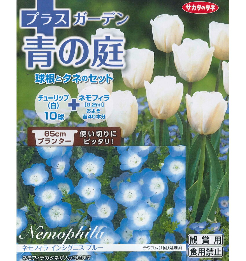 秋植え球根チューリップ　プラスガーデン青の庭　球根とタネのセット（白チューリップ10球+ブルーネモフィラ種子0.2ml約40本分）