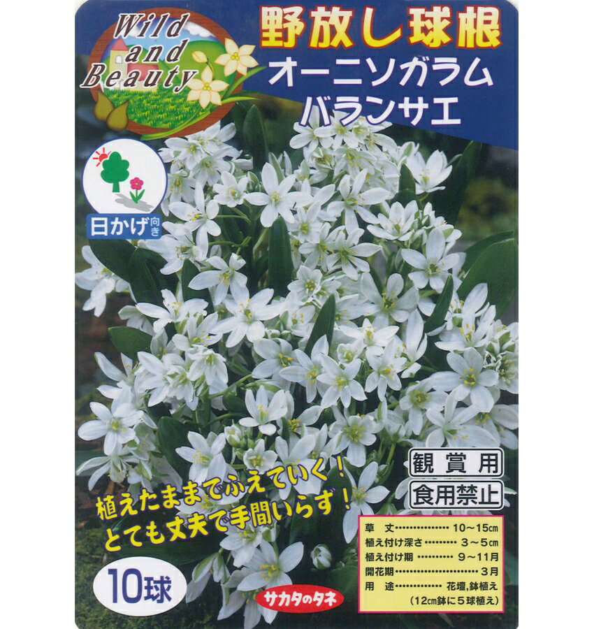 秋植え球根　野放し球根【オーニソガラム　バランサエ】10球入