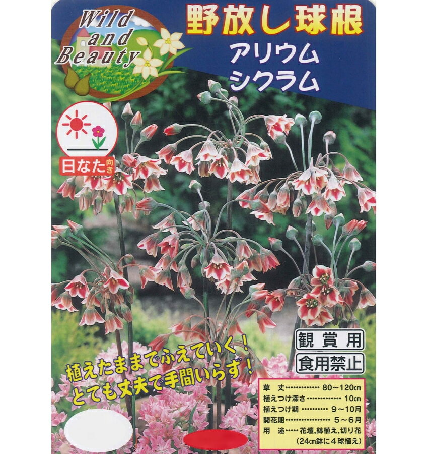 秋植え球根　野放し球根CL　アリウム　シクラム 5球入のサムネイル