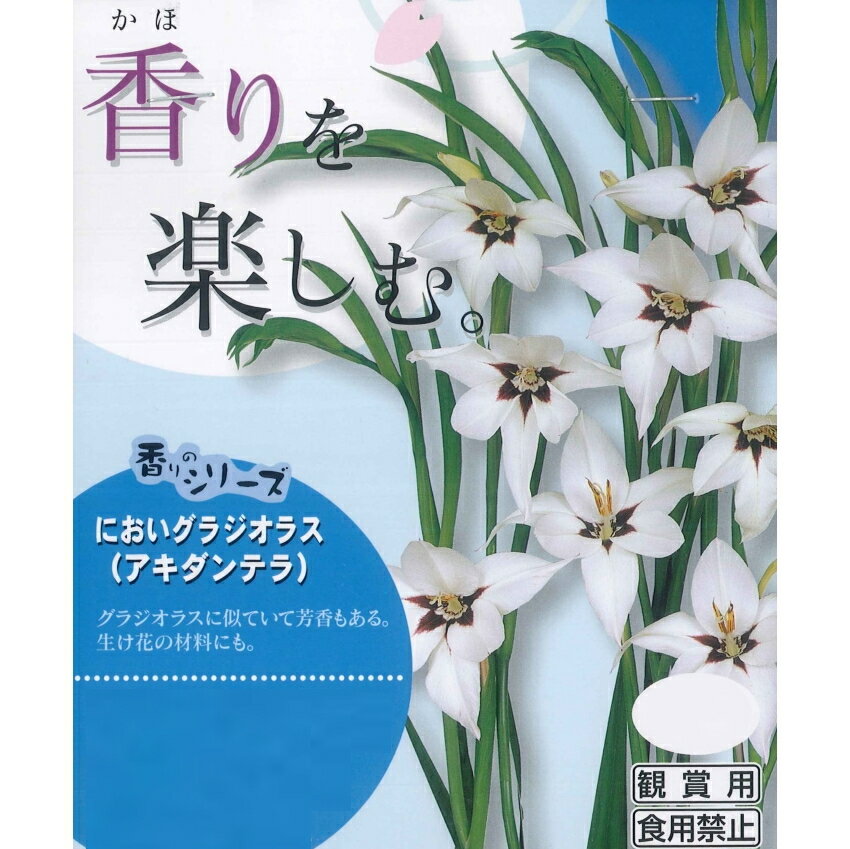 春植え球根　アキダンセラ　白に紅　8球入　～アキダンテラ アシダンテラ 香りを楽しむ においグラジオラス