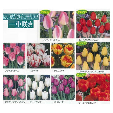 秋植え球根チューリップ【国産球】にいがたのチューリップ一重咲き5球入