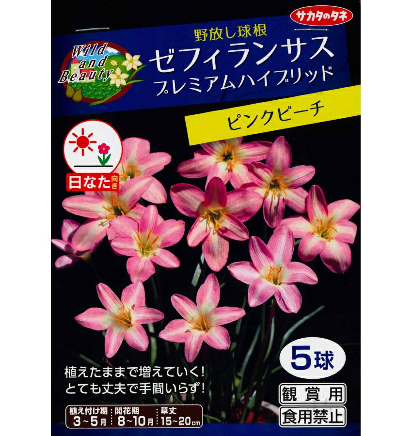 春植え球根　ハイブリッド ゼフィランサス　ピンクビーチ　5球入～野放し球根 PHVプレミアム