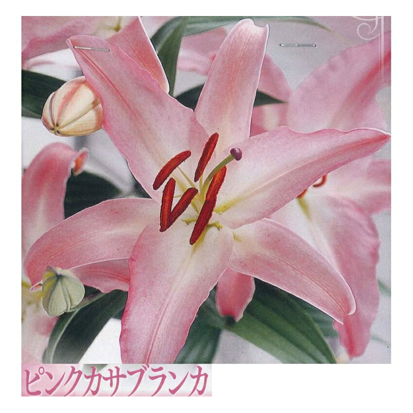 秋植え球根〜春植え球根　百合　ピンクカサブランカ　テーブルダンス　1球入り〜オリエンタル系ユリのサムネイル