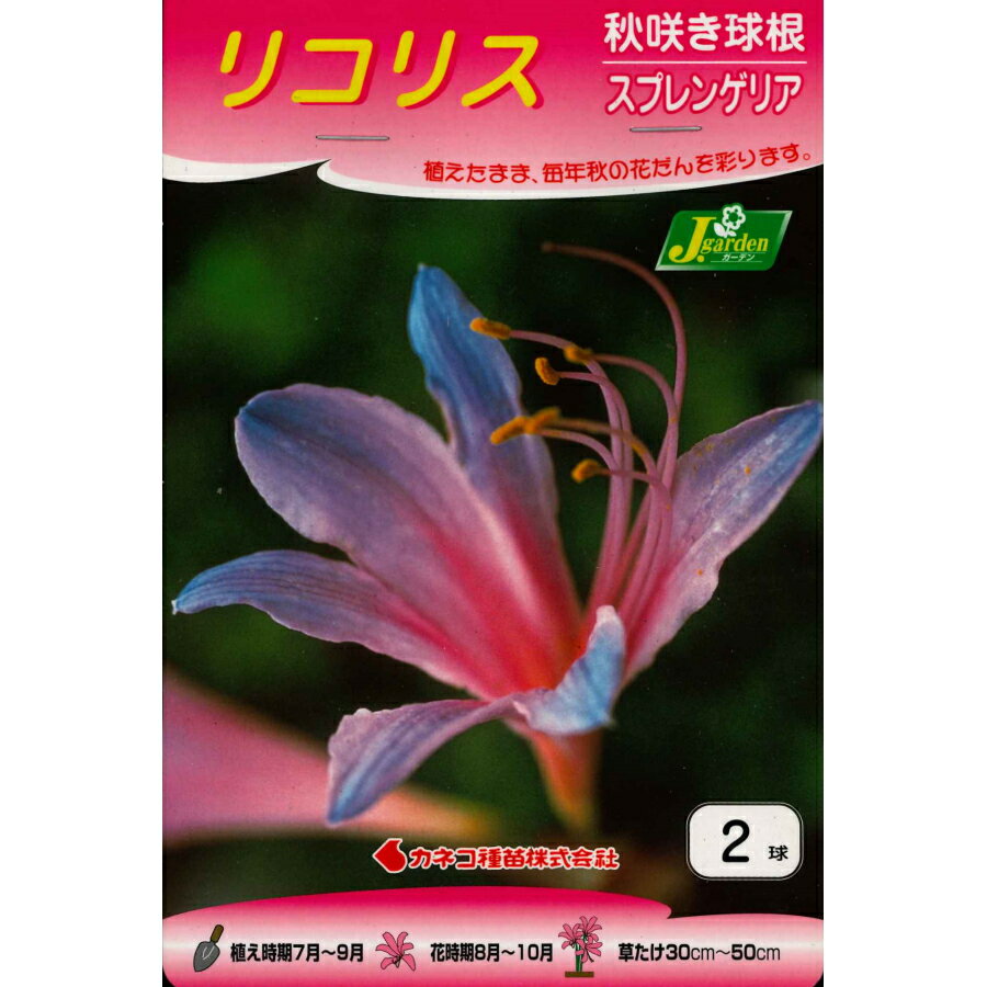秋植え球根　リコリス スプレンゲリア　2球 〜秋を彩る。のサムネイル