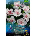 秋植え球根 八重咲 オキザリス シンデレラムーン5球〜小さい秋見つけた。