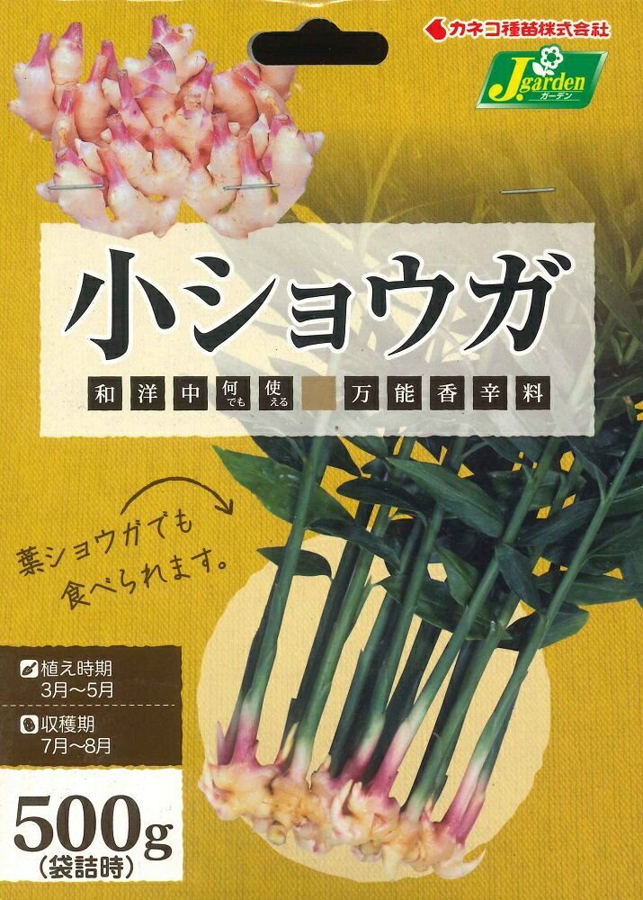 楽天ガーデニングどっとコム春植え球根 旬の味覚　小ショウガ　約500g（袋詰時）～生姜 種芋 種子 葉ショウガ しょうが 健康野菜