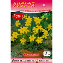 春植え球根 クリダンサス 黄 2球入 〜香りを楽しむ 柑橘系 フレグランス