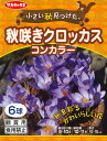 秋植え球根 クロッカス 秋咲きクロッカス コンカラー6球