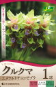 春植え球根 クルクマ エメラルドチョコゼブラ 1球入