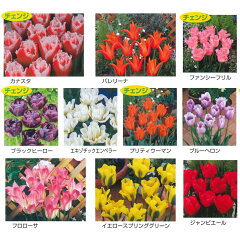 https://thumbnail.image.rakuten.co.jp/@0_mall/gardening/cabinet/naekyuukon/niigata-kawari.jpg