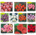 秋植え球根チューリップ にいがたのチューリップ 変わり咲き5球入 〜国産球 新潟産