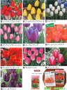 秋植え球根チューリップ にいがたのチューリップ 一重咲き5球入 ~国産球 新潟産