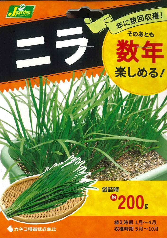 春植え球根　旬の味覚　ニラ　袋詰時 約200g　〜年に数回収穫 数年 国産品のサムネイル