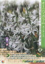 秋植え球根 オーニソガラム白 ヌータンス 5球入 ナチュラルガーデン〜野放し球根 α ser.