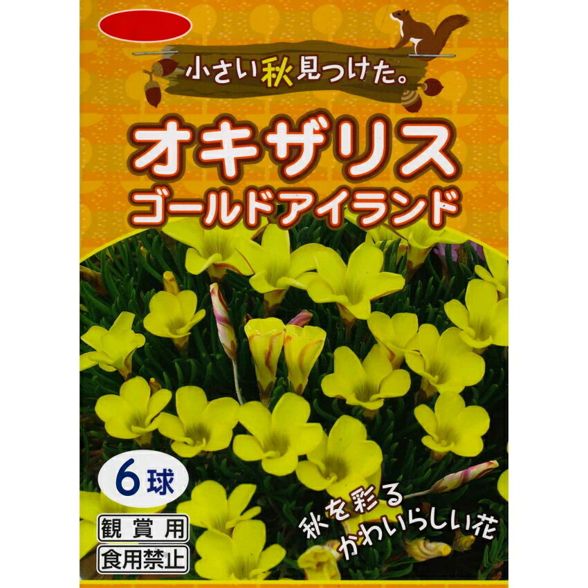 秋植え球根　オキザリス（ゴールドアイランド）6球 〜小さい秋見つけた。