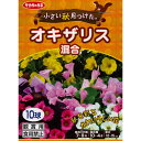 秋植え球根 オキザリス混合 10球 〜小さい秋見つけた。