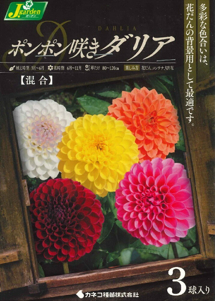 春植え球根　ダリア　ポンポン咲き　混合　3球入～ガーデン ダリア