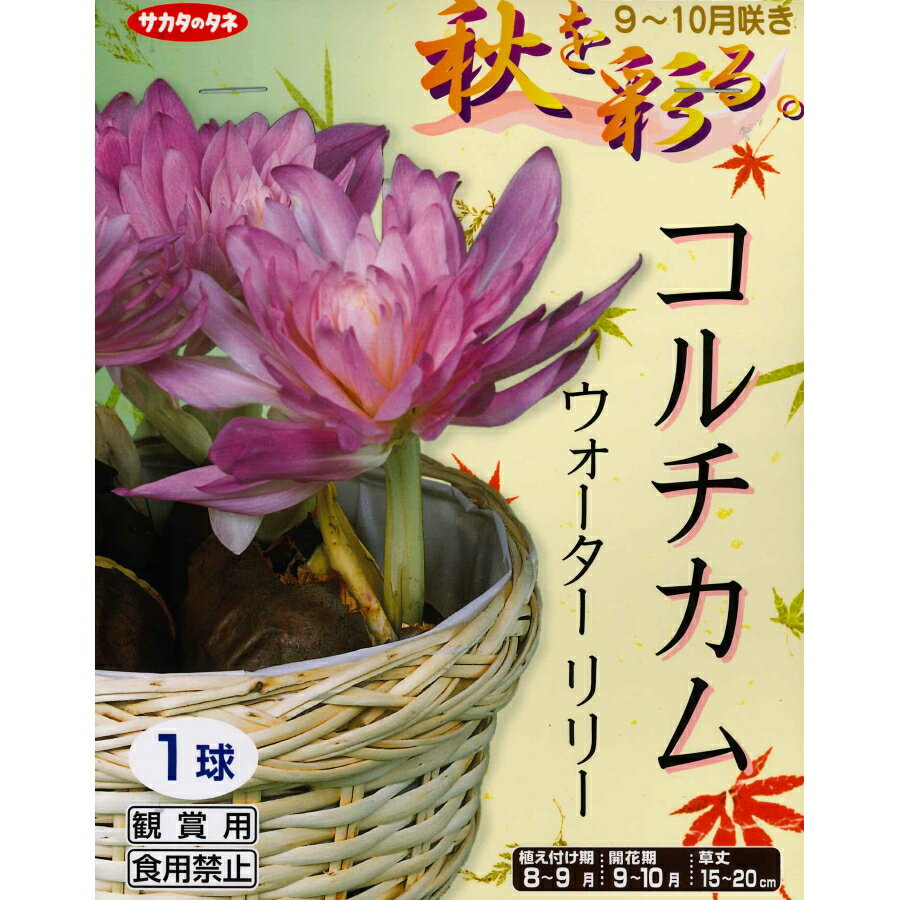 秋植え球根　秋を彩る。コルチカム ウォーターリリー　1球のサムネイル