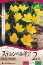 秋植え球根 ステルンベルギア 2球入