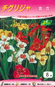 春植え球根 チグリジャ混合 8球入〜トラユリ 虎百合 チグリジア ティグリディア