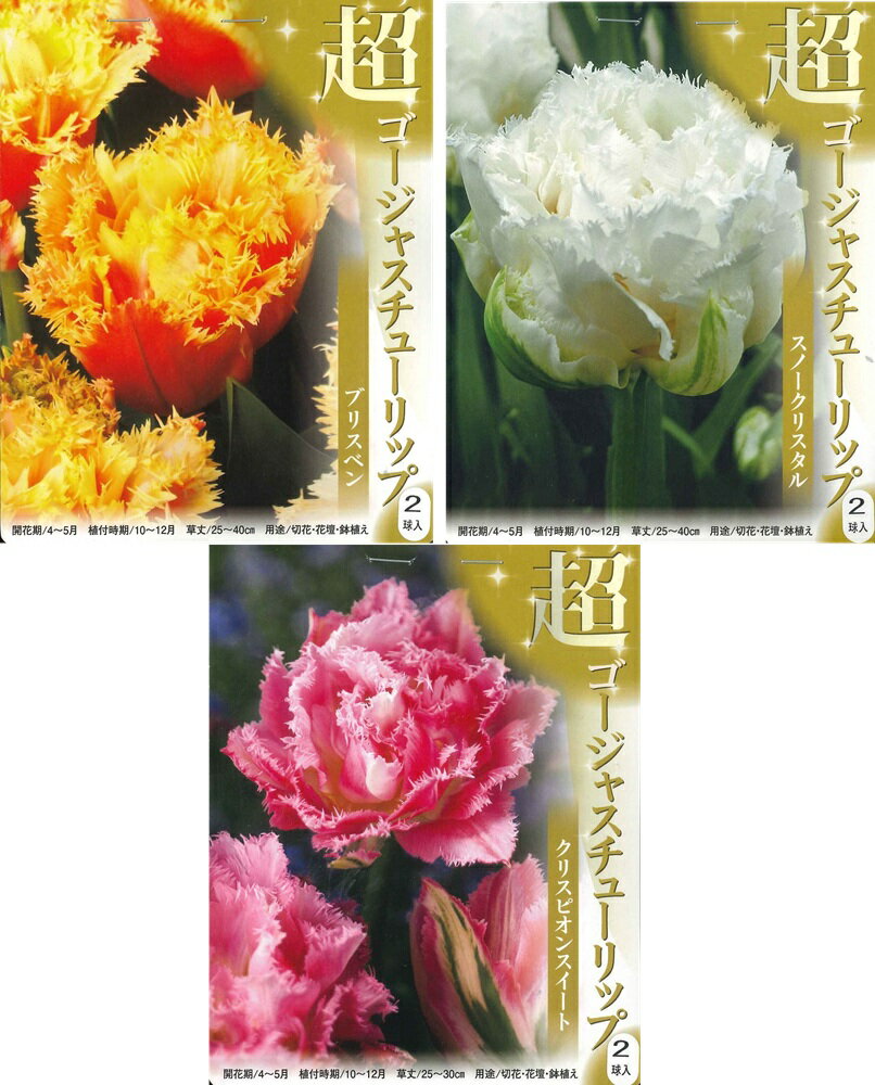 秋植え球根　チューリップ　超ゴージャスチューリップ　2球入〜 八重咲きxフリンジ咲きの豪華な花 ブリ..
